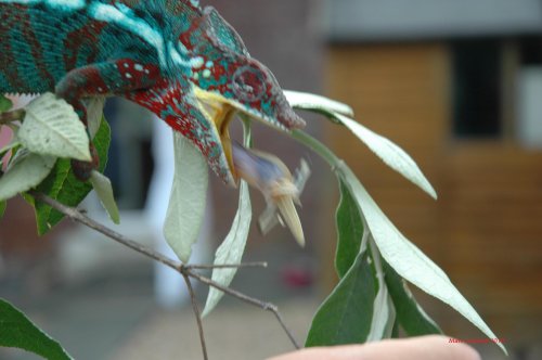 arnie action shot.jpg