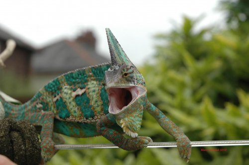 buster veiled f1.jpg