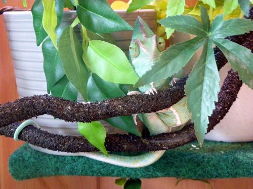 gizzy 12th July 2010 006.jpg