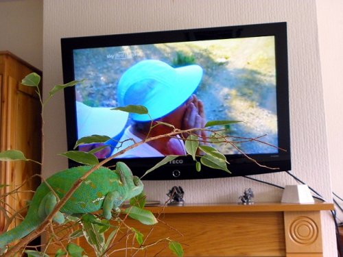 tv tree 030.jpg