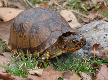 boxturtle2.jpg boxturtle2.jpg