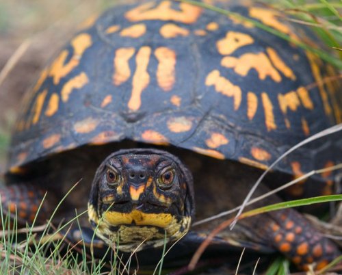 Eastern_Box_Turtle.jpg Eastern_Box_Turtle.jpg