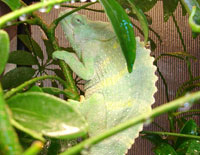 Healthy White Melleri.jpg