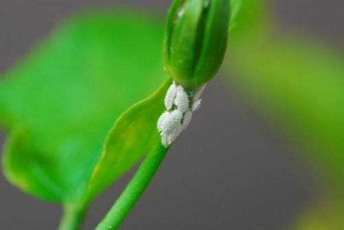 white stuff on plants 025.JPG