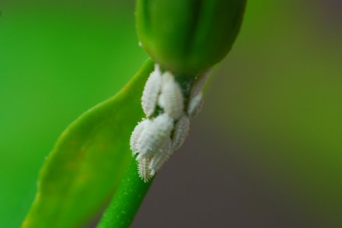 white stuff on plants 026.JPG