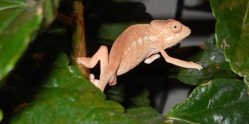 Female Cham 07-24 001.jpg