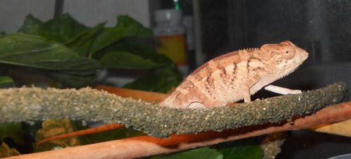 Female Cham 07-24 003.jpg