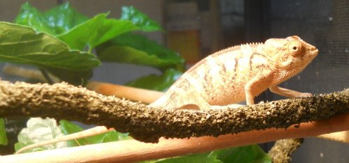Female Cham 07-24 004.jpg