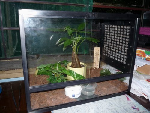 new_cage_with_plant.JPG