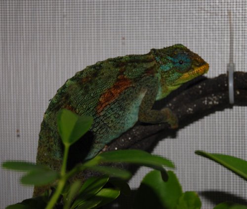 deremensis baby 011.jpg