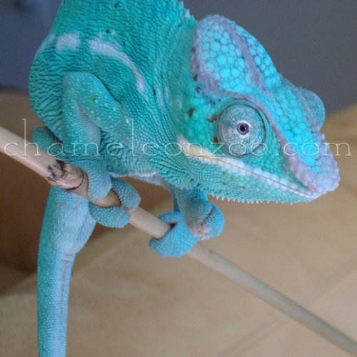 watermark camelot chameleon zoo.jpg