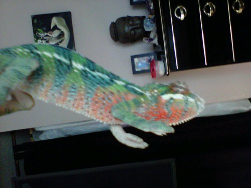 IMG00075-20100713-0805.jpg