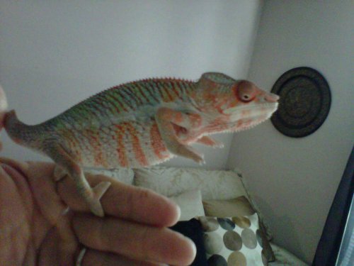 IMG00111-20100728-0755.jpg