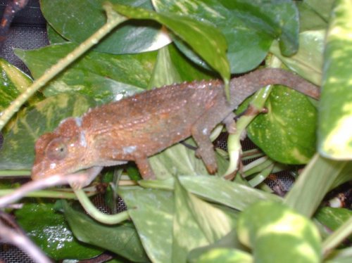 jackson and fjacksons 031.jpg