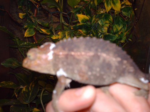 jackson and fjacksons 017.jpg