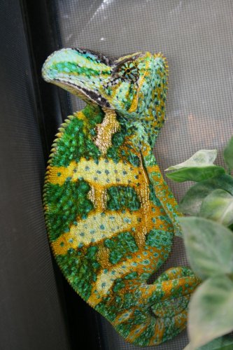 Chameleons 410.jpg