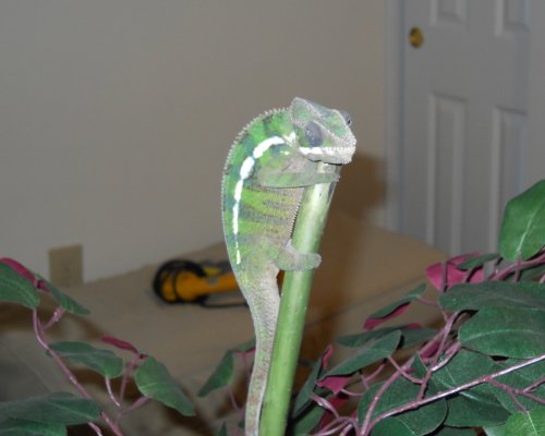 Male Cham 07-31 001.jpg