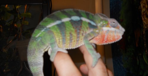 Male Cham 07-31 003.jpg