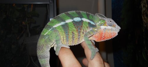 Male Cham 07-31 004.jpg