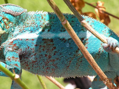 chameleon2.jpg