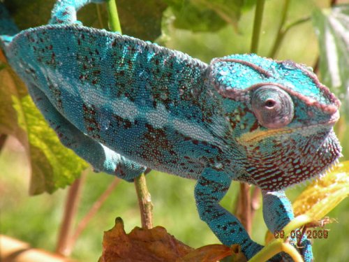 chameleon.jpg