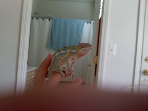 male cham.jpg