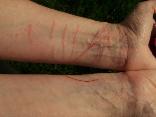 Anubis Scratches.2.jpg