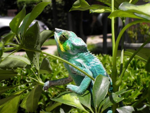 july 31 2010 pics 023.jpg