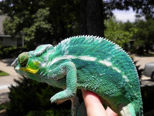 july 31 2010 pics 028.jpg