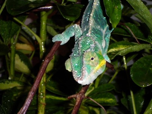 july 31 2010 pics 040.jpg