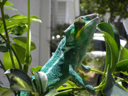 july 31 2010 pics 018.jpg