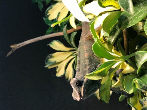 Arctic Photo Contest.jpg