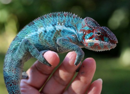 0U2C7615 Aquarius.JPG