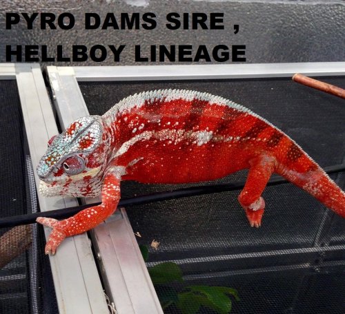 dams sire pyro.jpg