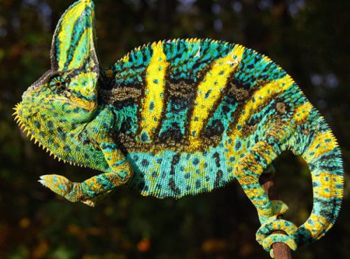 SpikeVeiledChameleonWeb-e1476443978310-600x444.jpg