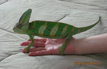 Is it O.K. to Handle my Chameleon?