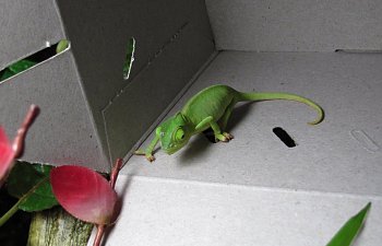 Where do I Start? Guide to the forums...