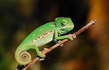 Info for new keepers with young veiled or panther chameleons