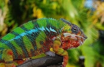 Dealing With The Loss of a Pet