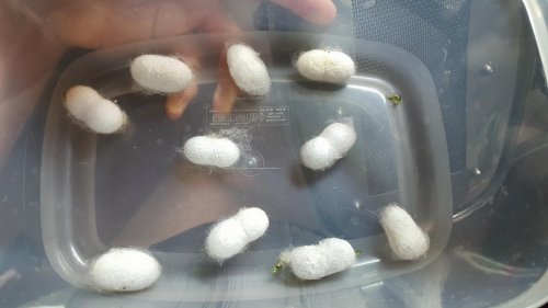 MySilkwormCocoons.jpg