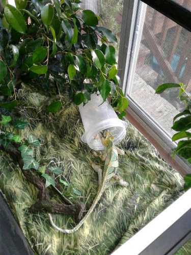 Pickles New Home.jpg