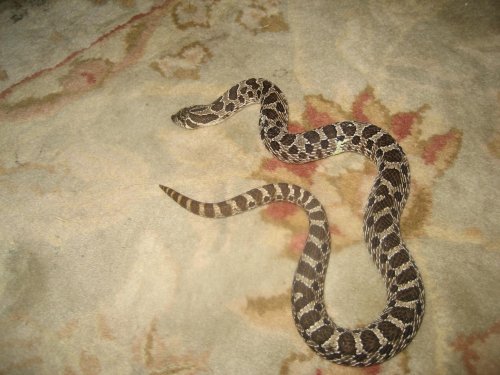 Western Hognose.jpg