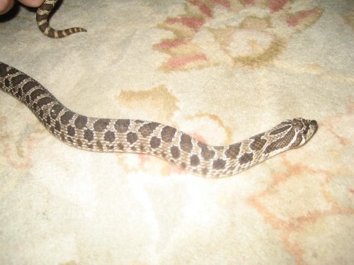 Western Hognose 2.jpg