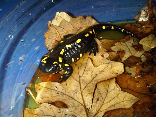 Fire Salamander.jpg