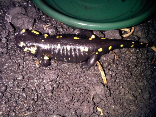Fire Salamander 2.jpg