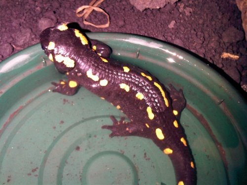 Fire Salamander 3.jpg