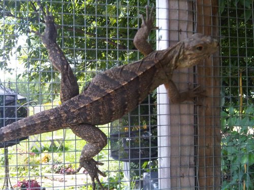 Female Cyclura.jpg