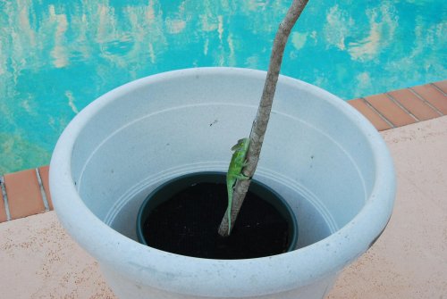 Babies 12 weeks old june 23 2010 054.jpg