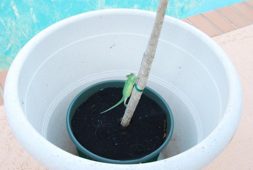 Babies 12 weeks old june 23 2010 061.jpg