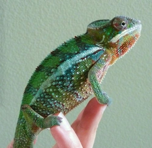 Chameleon3.jpg